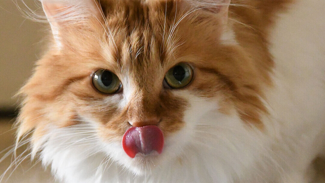 Cat just shop licks wet food